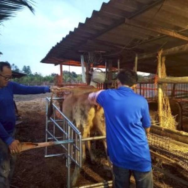 ปศุสัตว์อำเภอโนนสะอาด ออกพื้นที่บริการ ดูแลสุขภาพสัตว์ ผสมเทียมโคให้กับเกษตรกรผู้เลี้ยงโค