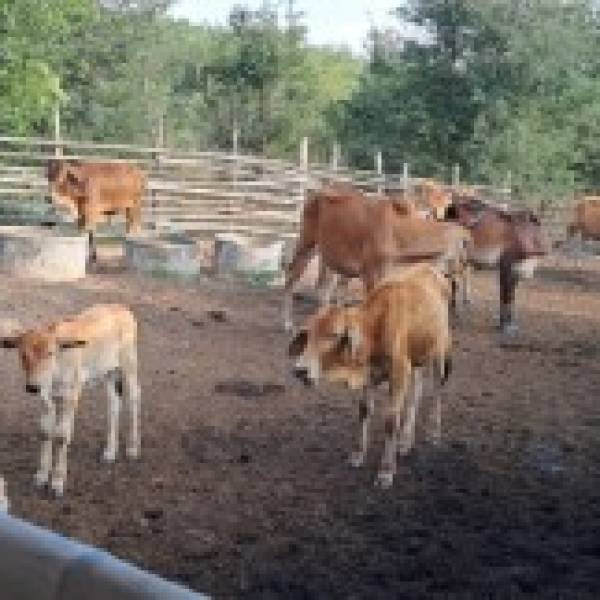 ปศุสัตว์อำเภอนายูง ออกพื้นที่ดูแลสำรวจและขึ้นทะเบียนเกษตรกรผู้เลี้ยงสัตว์รายครัวเรือน  ที่มีโคเนื้อมากกว่า 21 ตัว ในพื้นที่อำเภอนายูง พร้อมทั้งให้คำแนะนำการป้องกันโรคสัตว์แก่เกษตรกร