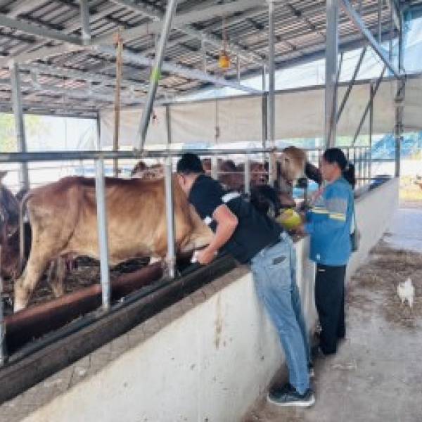 ปศุสัตว์อำเภอหนองแสง ออกพื้นที่ฉีดวัคซีนป้องกันโรคปากและเท้าเปื่อยในโค-กระบือ พร้อมทั้งให้คำแนะนำในการดูแลสุขภาพสัตว์