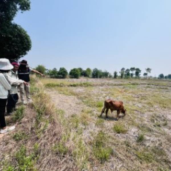 ปศุสัตว์อำเภอหนองแสง โดยเจ้าหน้าที่ออกพื้นที่ตรวจติดตามธนาคาร​โค-กระบือเพื่อเกษตรกร​ ตามพระราชดำริ​ เพื่อประเมิน​ราคาเสนออนุมัติ​จำหน่ายลูกโค-กระบือ เพศผู้ อายุ​ครบ 18 เดือน