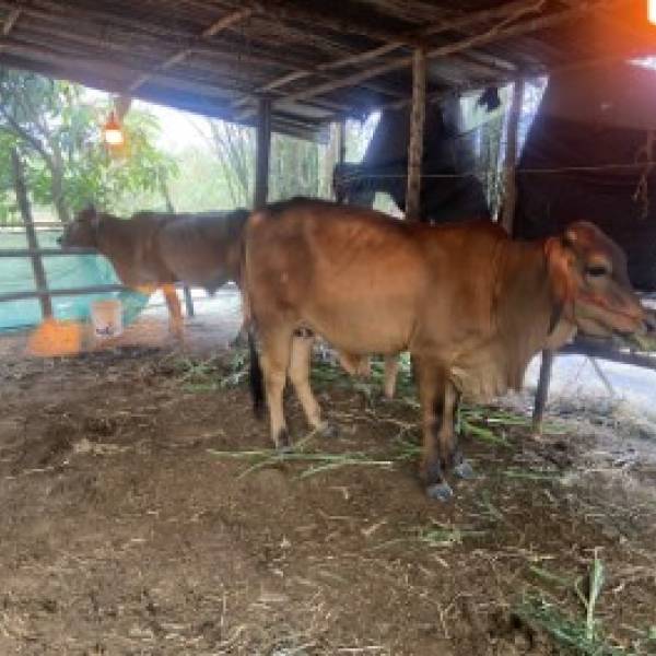 ปศุสัตว์อำเภอทุ่งฝน  มอบหมายให้นายปฏิภาณ ฉอสันเทียะ เจ้าพนักงานสัตวบาล  ลงพื้นที่ดูแสุขภาพแม่โคหลังคลอดที่มีภาวะมดลูกทะลักหลังคลอด ให้บริการผสมเทียมโค พร้อมทั้งให้ความรู้การสังเกตอาการสัตว์ป่วย 