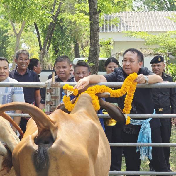 ปศุสัตว์จังหวัดร้อยเอ็ด “จัดพิธีมอบโค โครงการธนาคารโค-กระบือเพื่อเกษตรกร ตามพระราชดำริ” อ.ปทุมรัตต์ จ.ร้อยเอ็ด