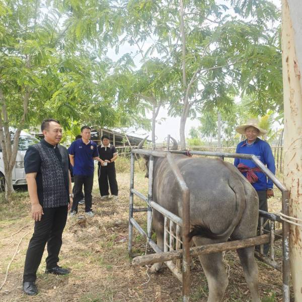 สำนักงานปศุสัตว์จังหวัดร้อยเอ็ด “ตรวจสุขภาพด้านระบบสืบพันธุ์ โค-กระบือพระราชทาน”