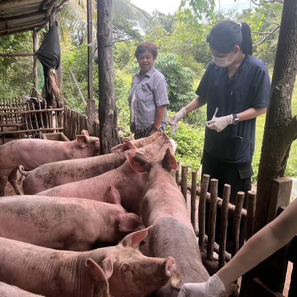 เก็บตัวอย่างตามโครงการแผนการเฝ้าระวังทางห้องปฏิบัติการของโรคอหิวาต์แอฟริกาในสุกร ประจำปีงบประมาณ พ.ศ.2569