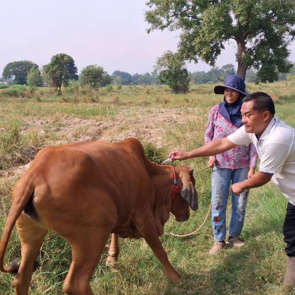 สำนักงานปศุสัตว์จังหวัดหนองคาย ออกรณรงค์ฉีดวัคซีนป้องกันโรคปากและเท้าเปื่อย รอบที่ 1 ประจำปี  2569  วันที่  6 พฤศจิกายน 2568