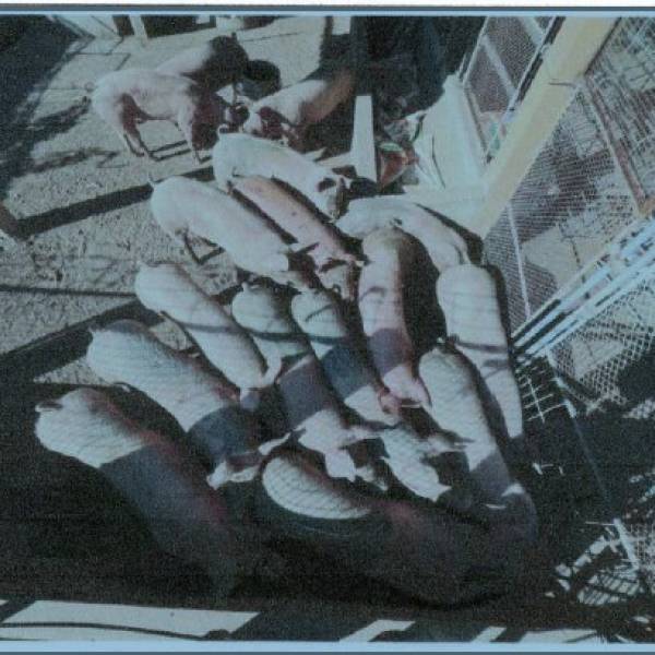 ประกาศสำนักงานปศุสัตว์อำเภอเมืองนครพนม เรื่องขายทอดตลาดสุกรของกลาง