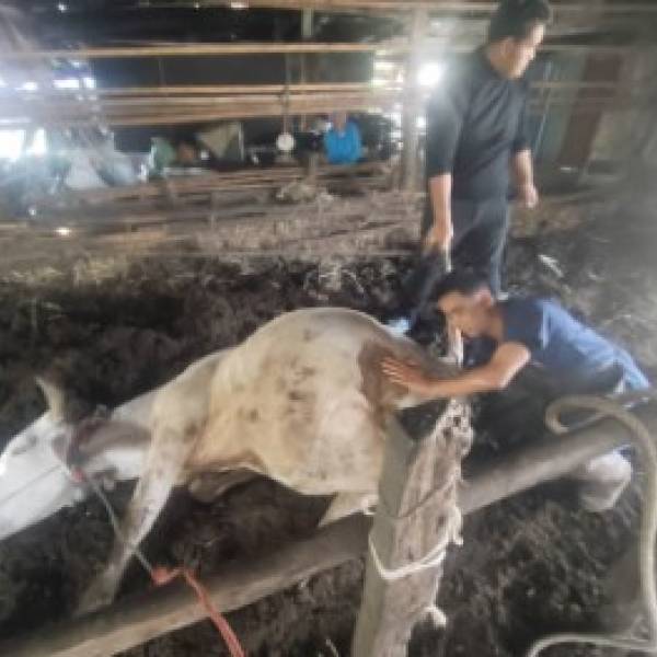 เจ้าหน้าที่สำนักงานปศุสัตว์อำเภอบ้านดุง ออกพื้นที่ช่วยเหลือแม่โคคลอดลูกยาก และดูแลสุขภาพสัตว์  ในพื้นที่อำเภอบ้านดุง  จังหวัดอุดรธานี