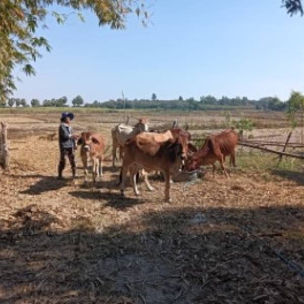 ปศุสัตว์อำเภอบ้านผือ ลงพื้นที่บริการขึ้นทะเบียนและปรับปรุงข้อมูลเกษตรกรเลื้ยงสัตว์นอกสถานที่และคำปรึกษาเรื่องการเลี้ยงสัตว์ การสังเกตอาการสัตว์ป่วย การเฝ้าระวังโรค พร้อมฉีดวัคซีนป้องกันโรคโค-กระบือ ณ  หมู่ที่ 3 ตำบลบ้านผือ อำเภอบ้านผือ จังหวัดอุดรธานี