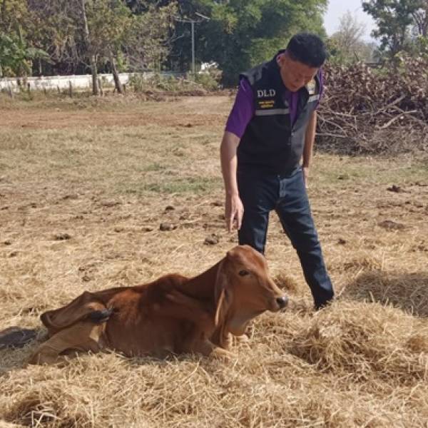 สนง.ปศุสัตว์จังหวัดหนองบัวลำภู ลงพื้นที่บริการดูแลสัตว์ป่วยและมอบยาฆ่าเชื้อโรคให้กับเกษตรกรผู้เกษตรกรผู้เลี้ยงสัตว์