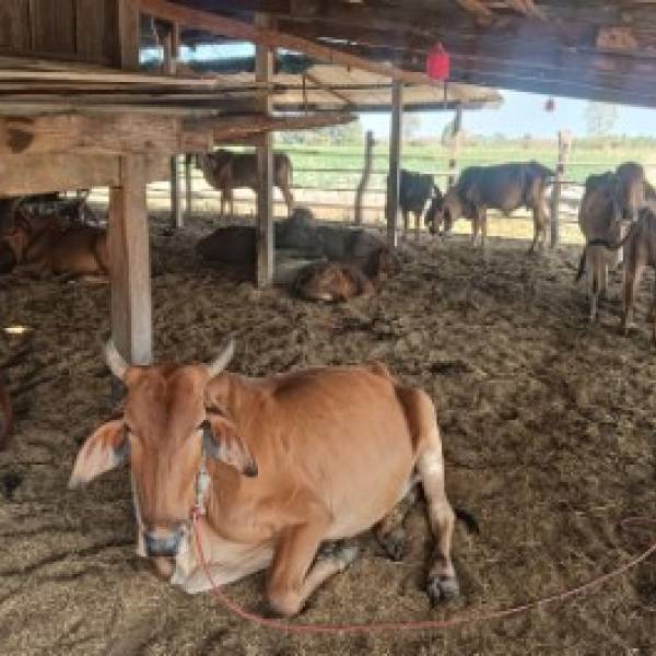 ปศุสัตว์อำเภอบ้านผือได้มอบหมายให้นายคิริเมขล์  อำเคน จ้างเหมาบริการช่วยงานด้านสัตวแพทย์  ลงพื้นที่บริการขึ้นทะเบียนและปรับปรุงข้อมูลเกษตรกรเลื้ยงสัตว์นอกสถานที่และคำปรึกษาเรื่องการเลี้ยงสัตว์ 