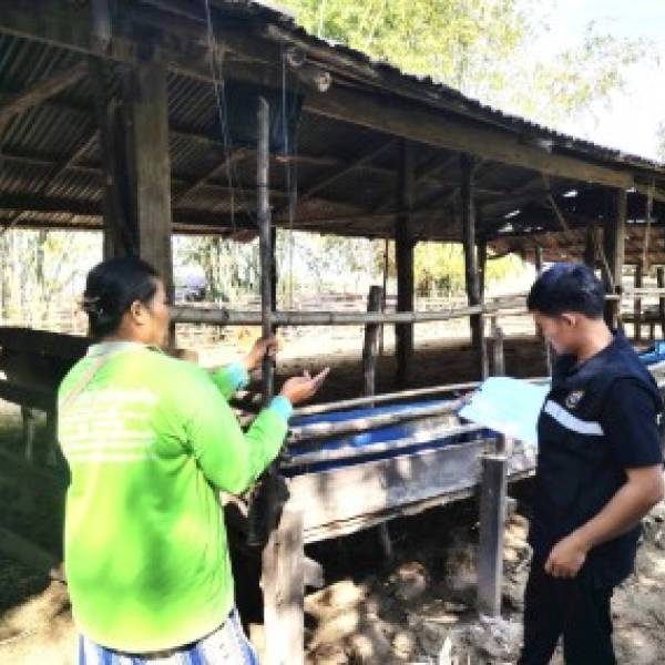 ปศุสัตว์อำเภอโนนสะอาด ออกพื้นที่บริการ ติดตามลูกโคในโครงการธนาคารโค-กระบือในพระราชดำริ  ให้กับเกษตรกรผู้เลี้ยงโคพร้อมแนะนำการดูแลสุขภาพสัตว์ให้แก่เกษตรกรในช่วงฤดูหนาว