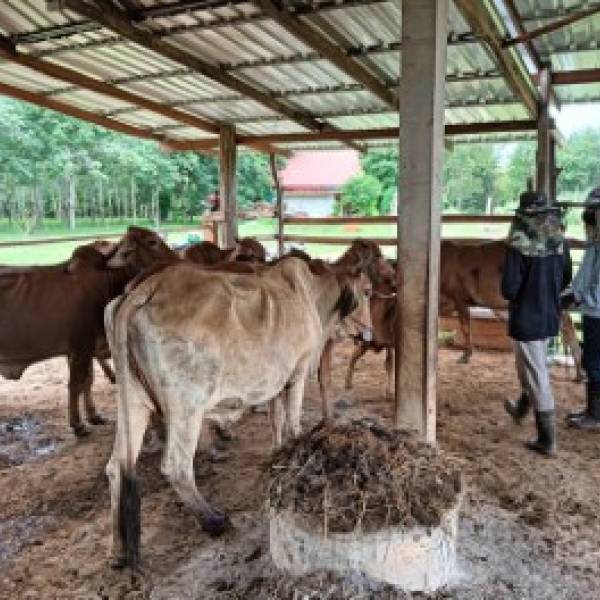 ปศุสัตว์อำเภอบ้านผือ โดยนายชัยวุฒิ  ถูไกรวงษ์ ปศุสัตว์อำเภอบ้านผือได้มอบหมายให้นายคิริเมขล์  อำเคน จ้างเหมาบริการช่วยงานด้านสัตวแพทย์  ลงพื้นที่บริการขึ้นทะเบียนและปรับปรุงข้อมูลเกษตรกรเลื้ยงสัตว์นอกสถานที่และคำปรึกษาเรื่องการเลี้ยงสัตว์