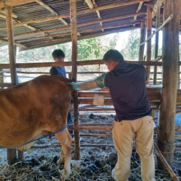 ปศุสัตว์อำเภอหนองหาน ลงพื้นที่ให้ตรวจท้องโคและ ผสมเทียม  และให้คำปรึกษาเรื่องสุขภาพสัตว์ การสังเกตอาการสัตว์ป่วยของสัตว์ การเฝ้าระวังโรค ตำบลดอนหายโศก และ ตำบลสร้อยพร้าว อำเภอหนองหาน จังหวัดอุดรธานี 